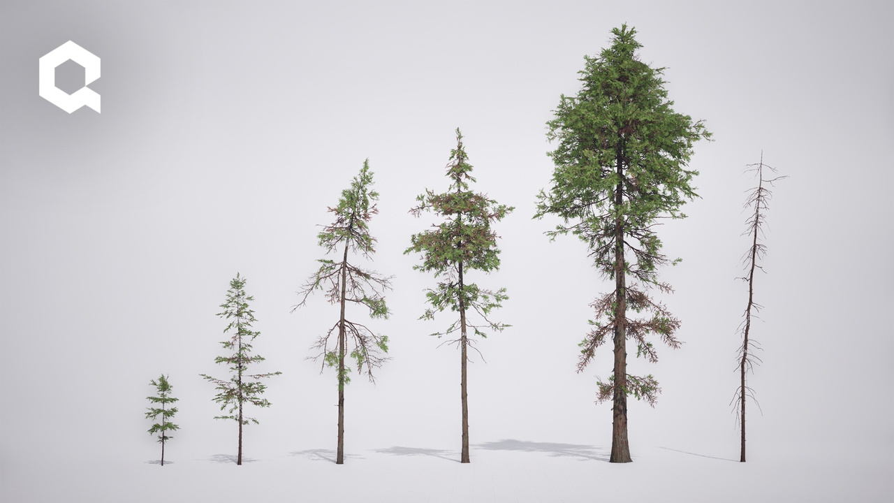 Media 1 for listing Megaplants: Japanese Cypress