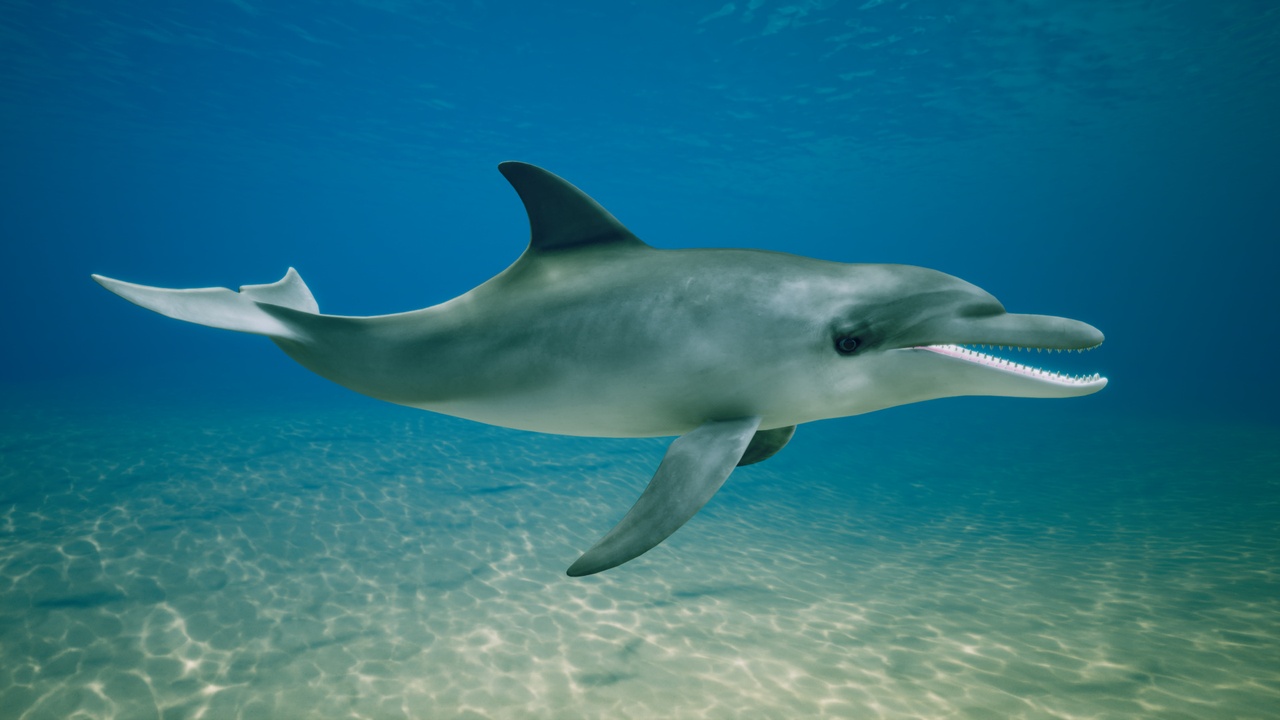 Media 1 for listing Dolphin