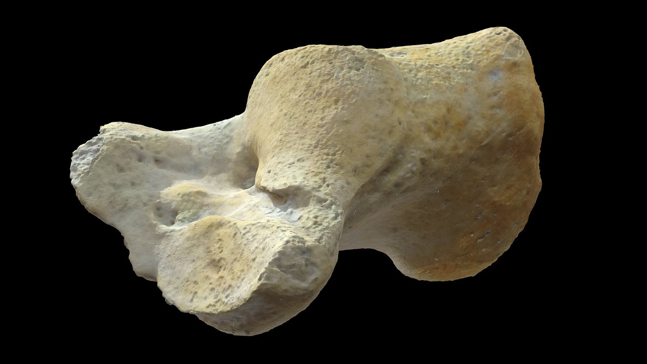 Media 1 for listing Right Human Calcaneum Scanned