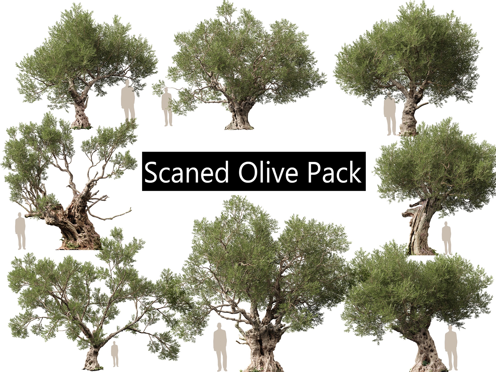 Media 1 for listing Scanned Olea europaea - Common olive Pack (01-08) - HighPoly Lowpoly