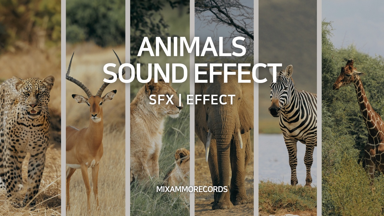 商品 Sound Of Animals 的媒体 1