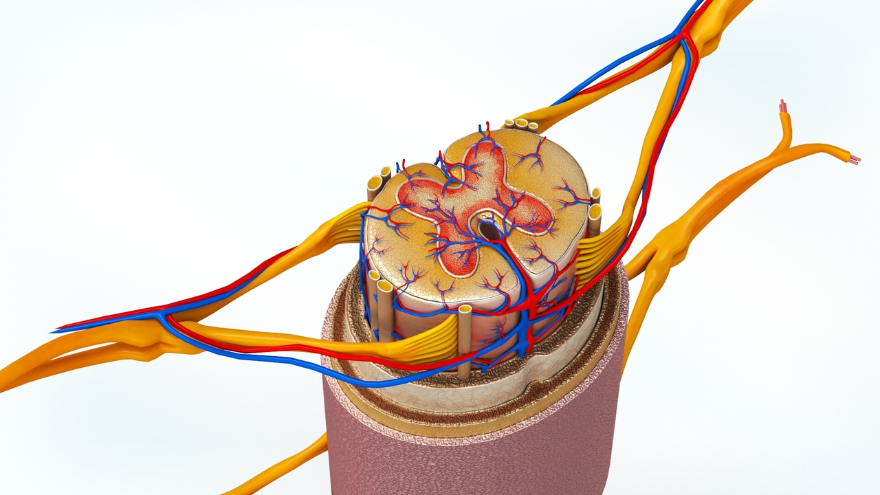 Media 1 for listing Spinal Cord Anatomy
