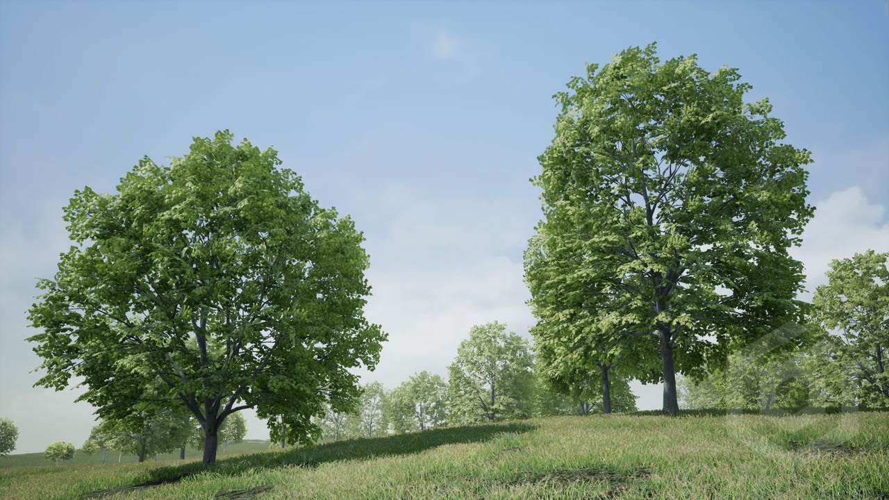 Media 1 for listing Trees: Maple Tree