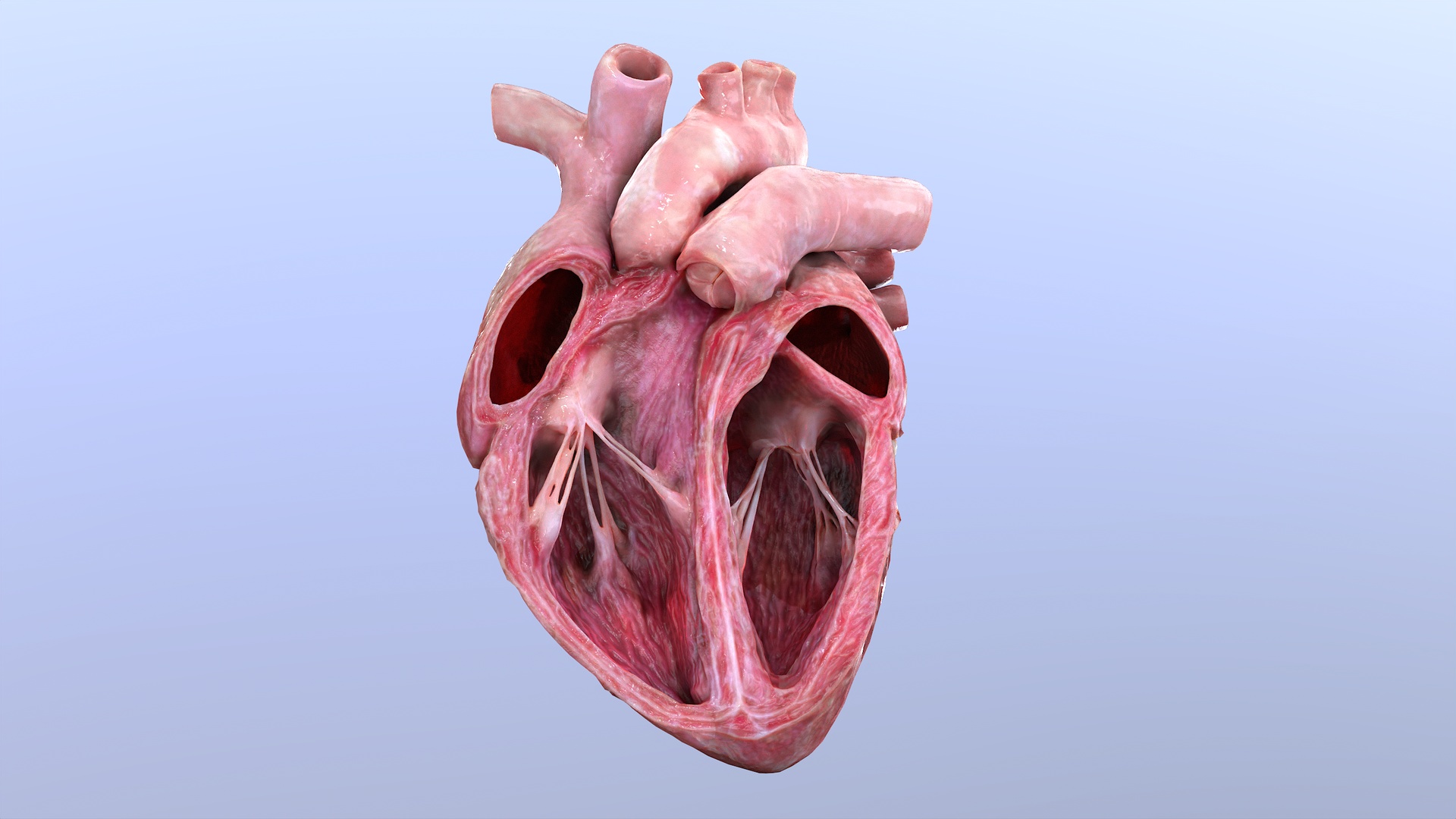 Media 1 for listing Cutted Heart Anatomy (Animated)