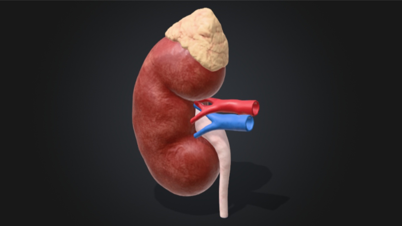Media 1 for listing Adrenal Gland & Kidney Relational Set