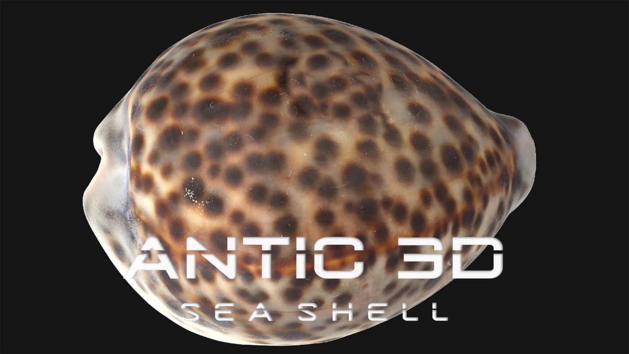 Media 1 for listing Sea Shell