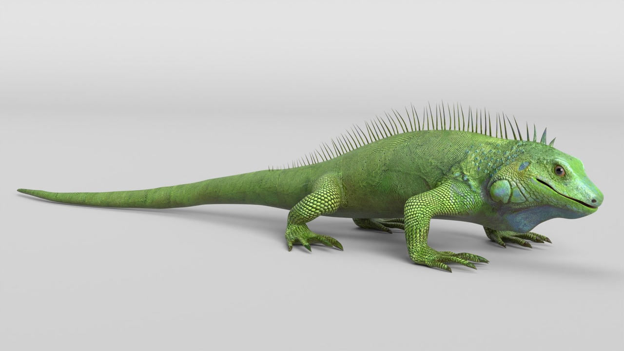 Media 1 for listing Iguana Lizard