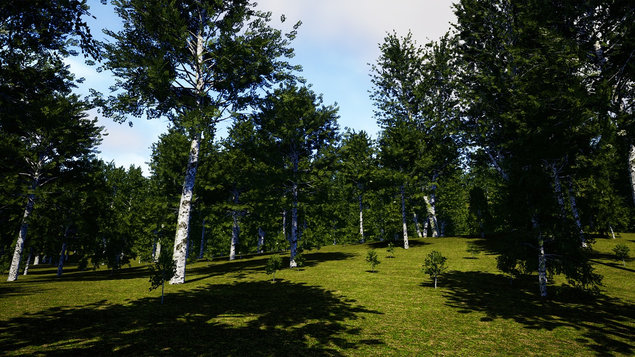 Media 1 for listing Trees Birch Tree