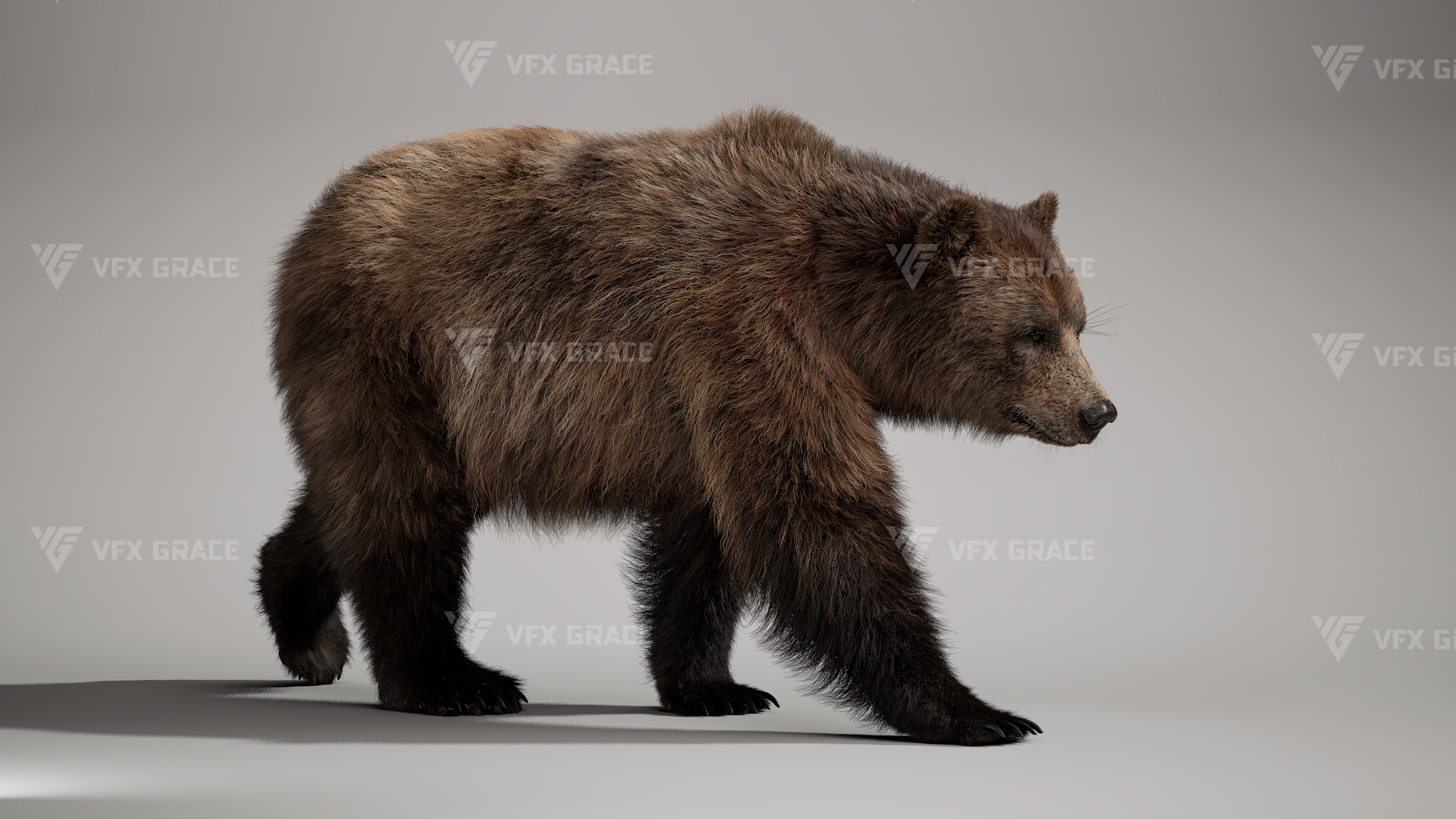 Media 1 for listing Realistic Female Brown Bear 3D Model for UE5 – Groomed Fur, Rigged & 2 Animation