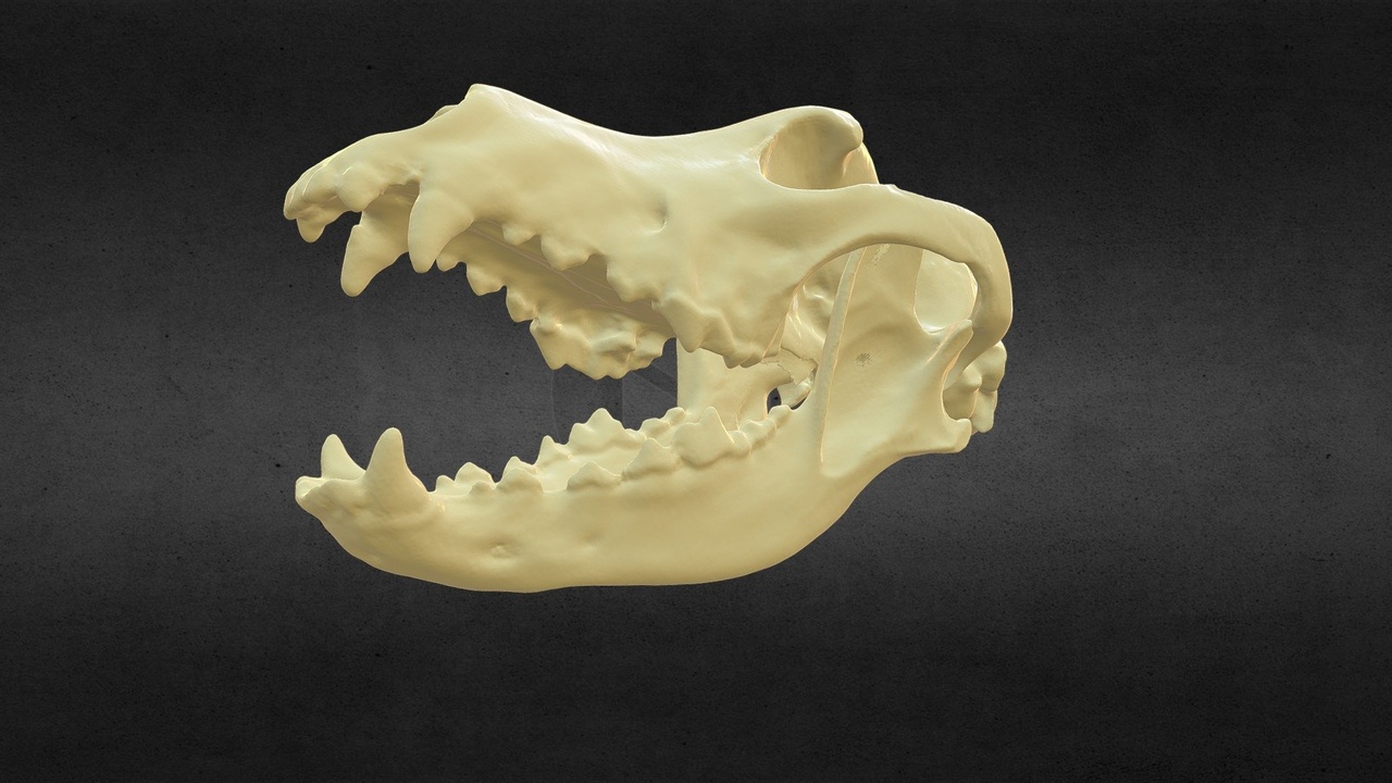 Media 1 for listing Wolfskull