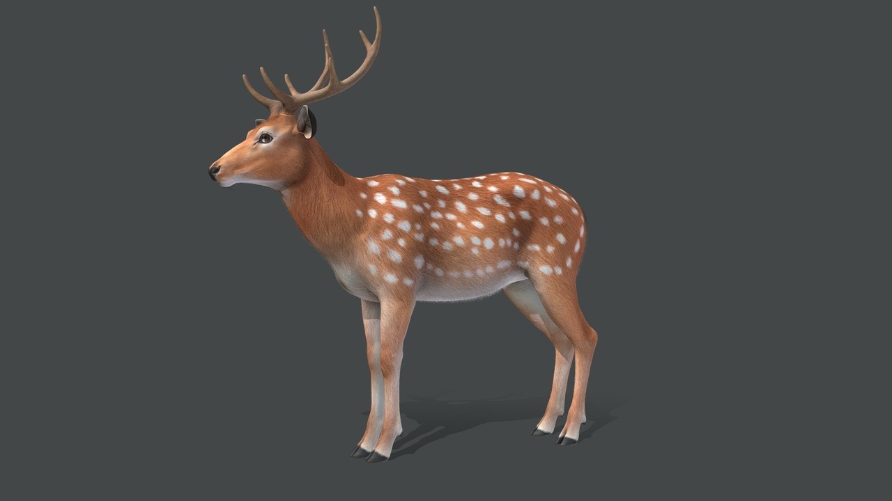 Deer - Stag 제품 등록을 위한 미디어 1개
