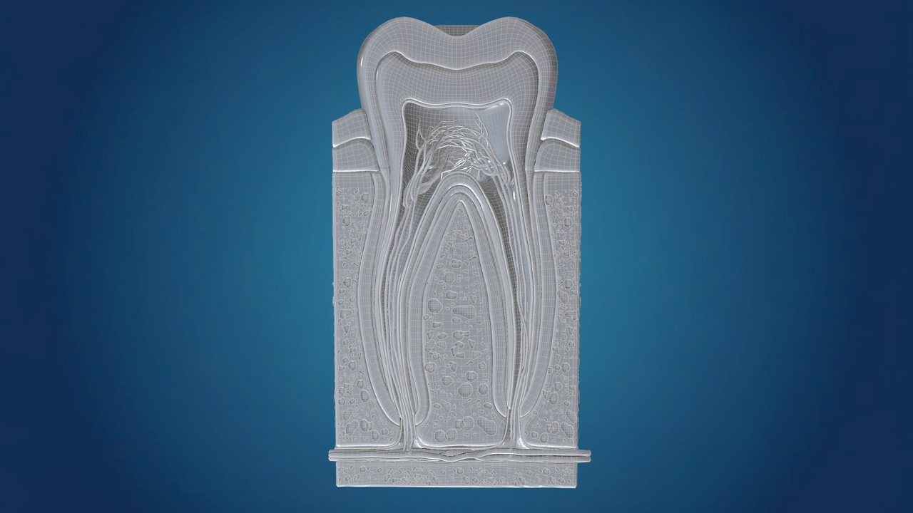 Media 1 for listing Human Tooth Anatomy Cross-Section - Detailed (3D Model)