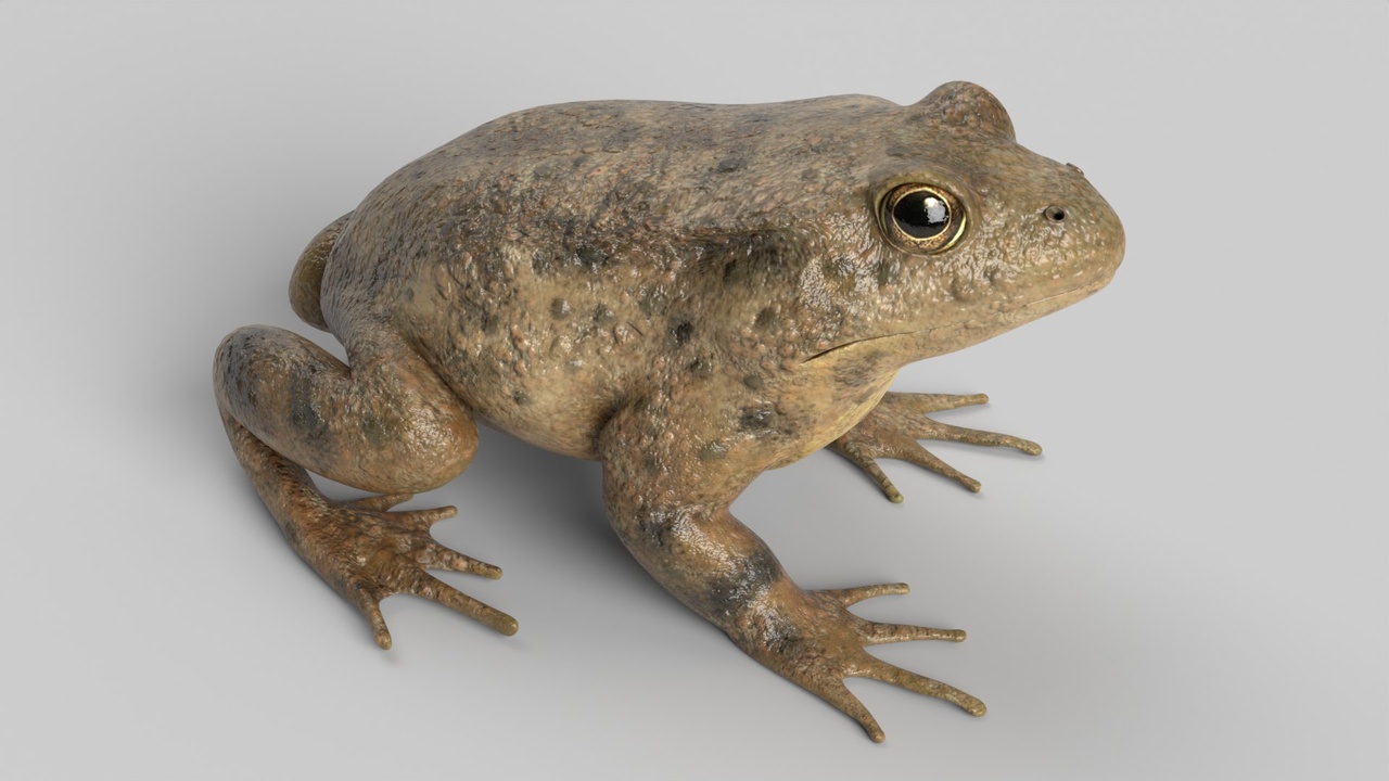 Media 1 for listing Toad Animated