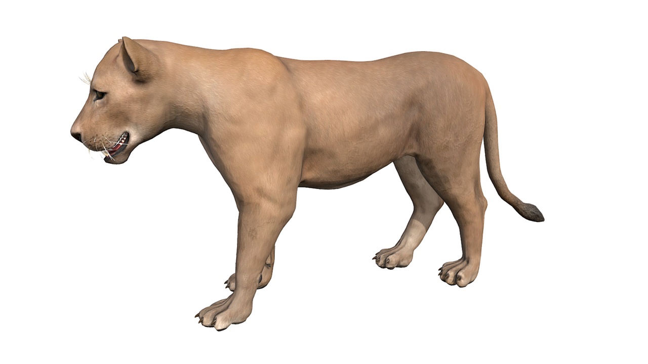 Media 1 for listing Lioness