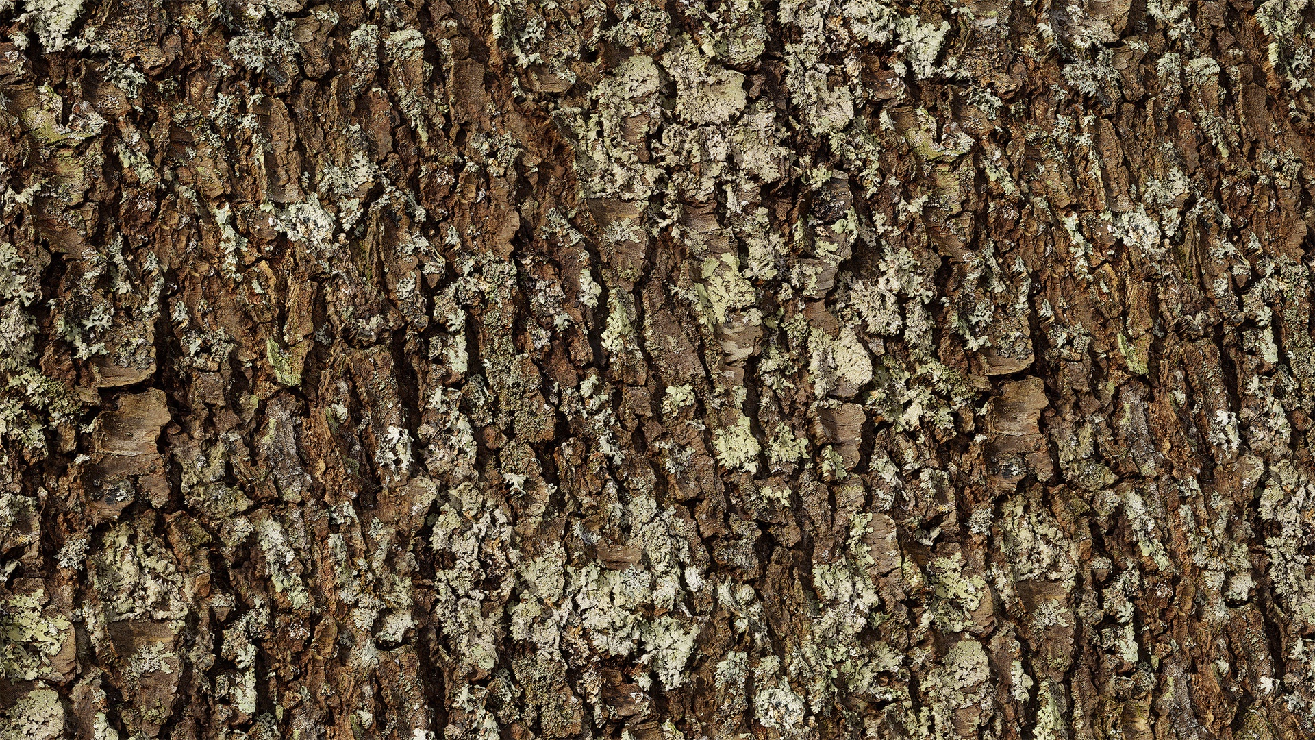 Media 1 for listing Black Cherry Peeling Bark 02