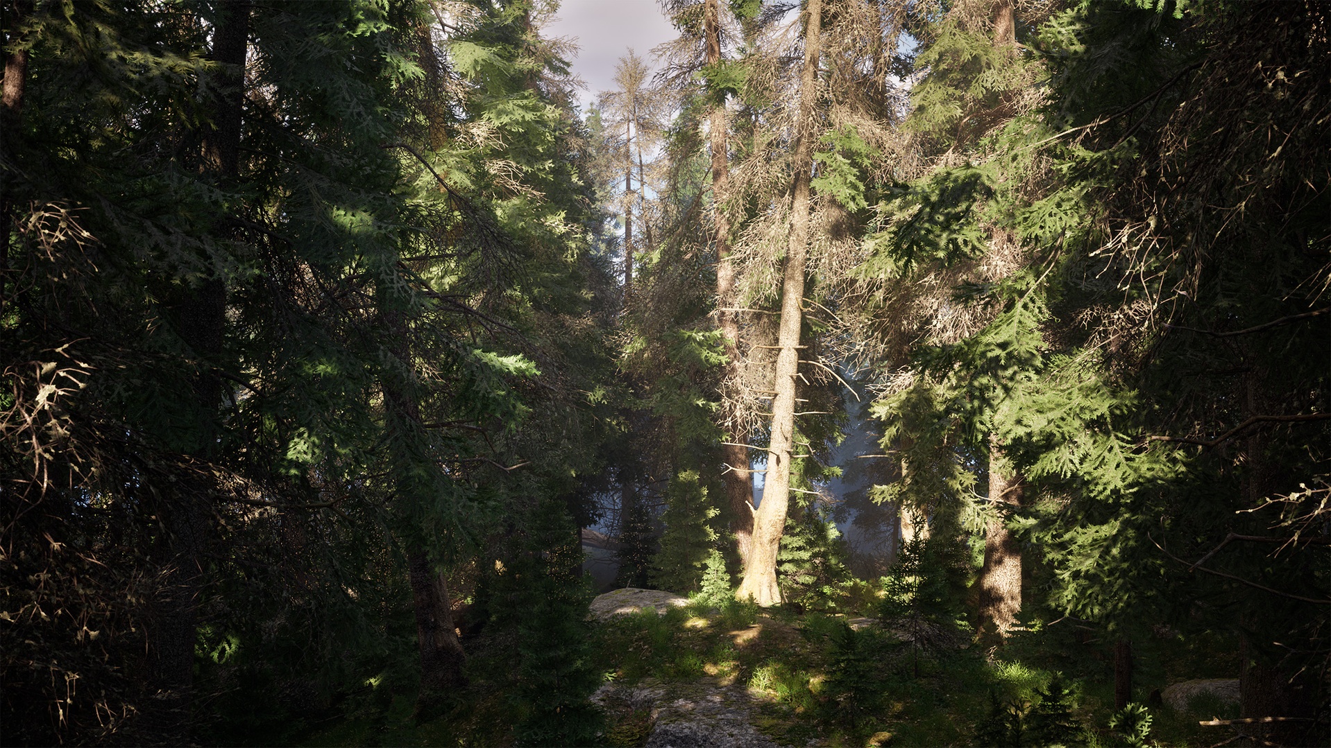 Média 1 pour l'article Norway Spruce Tree Pack