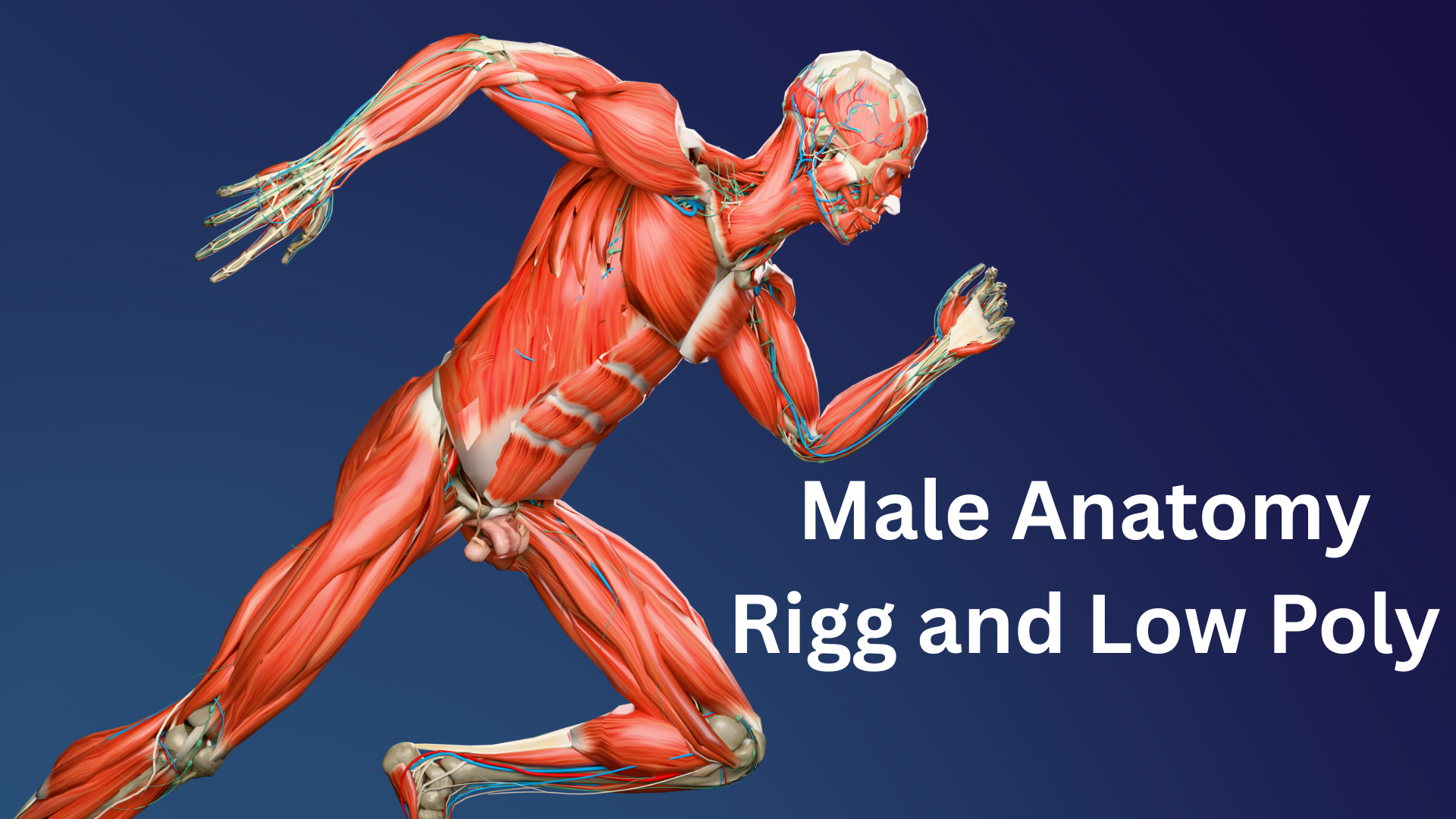 Complete Male Human Anatomy Rigged Low Poly (3D Model) | Fab