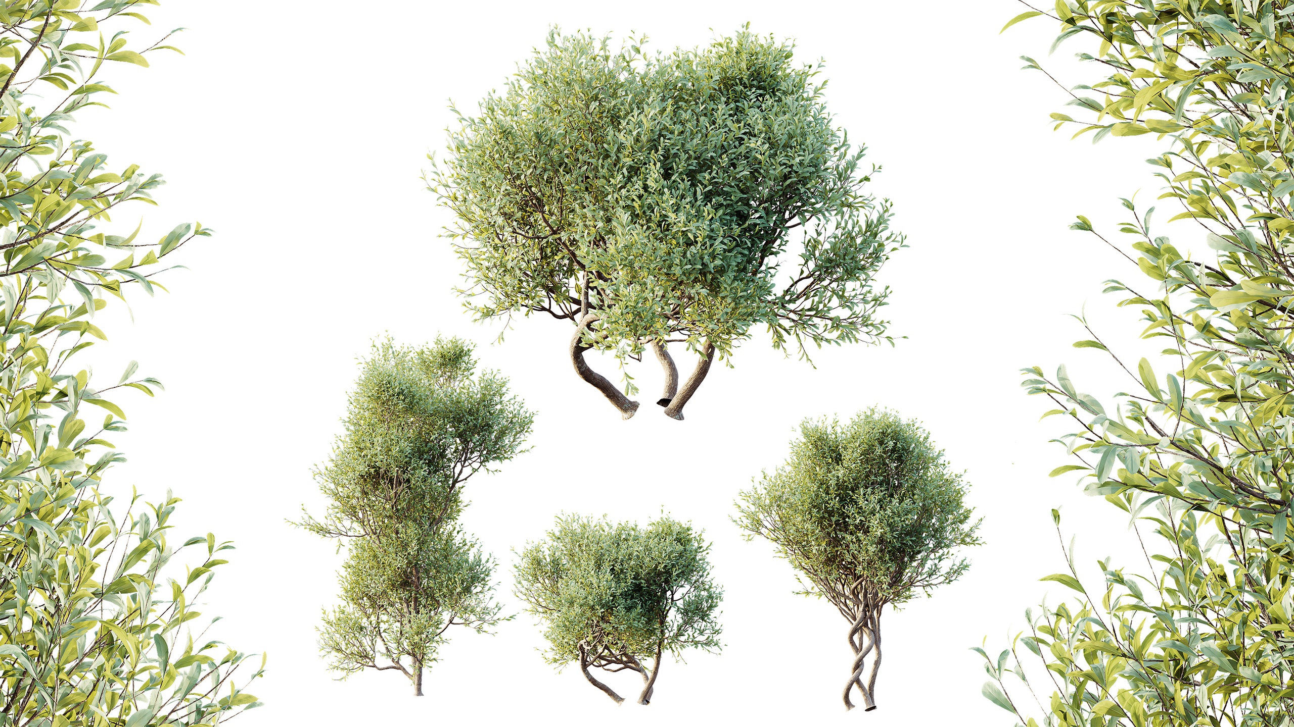 Media 1 for listing AV Bush Plants Mission Kalamata Leccino Arbequina Wilsonii Chemlali Olive