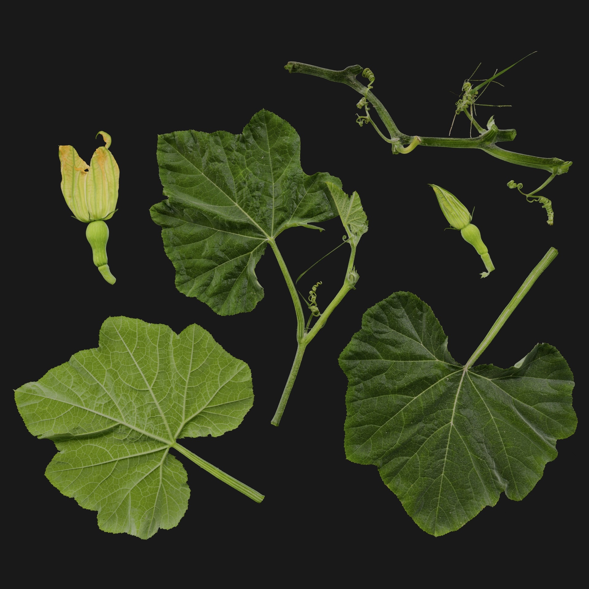 Media 1 for listing Cucurbita 02