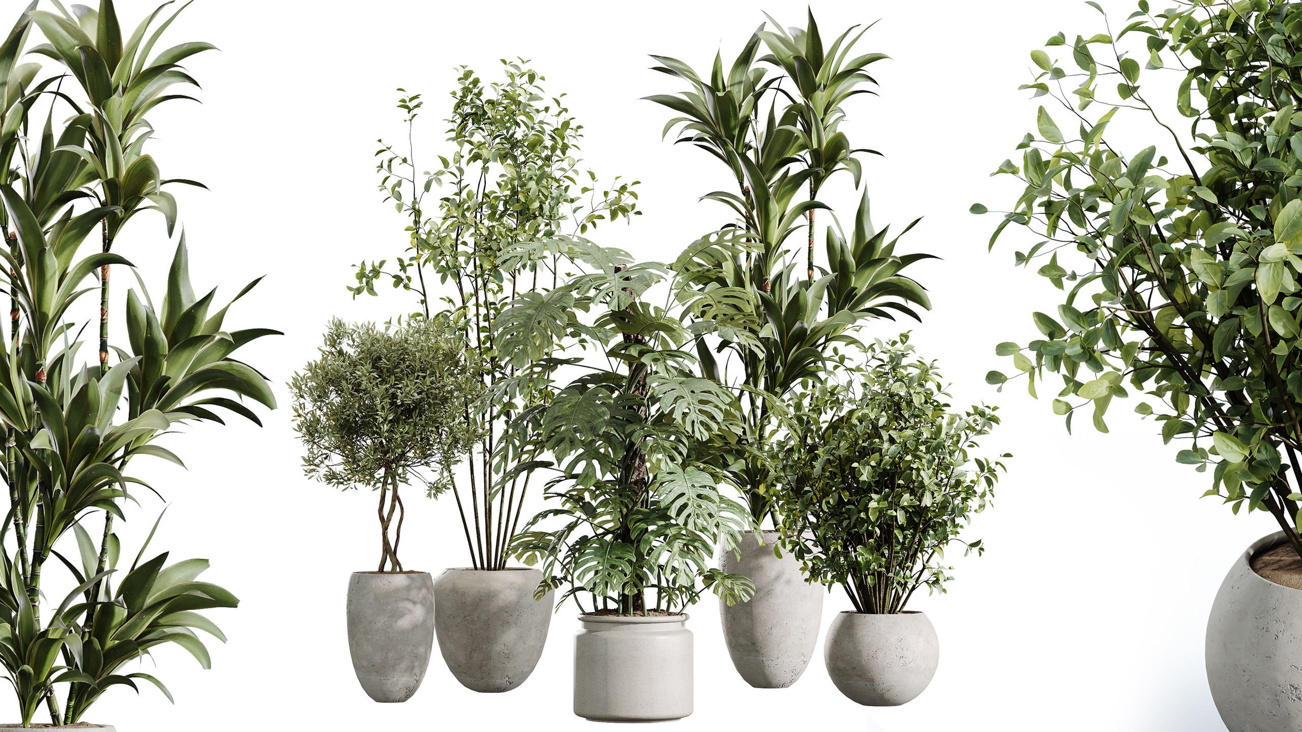 Media 1 for listing AV Indoor Plants Set 443 Europaea Olive Eucalyptus Dracaena Warneckii Lemon
