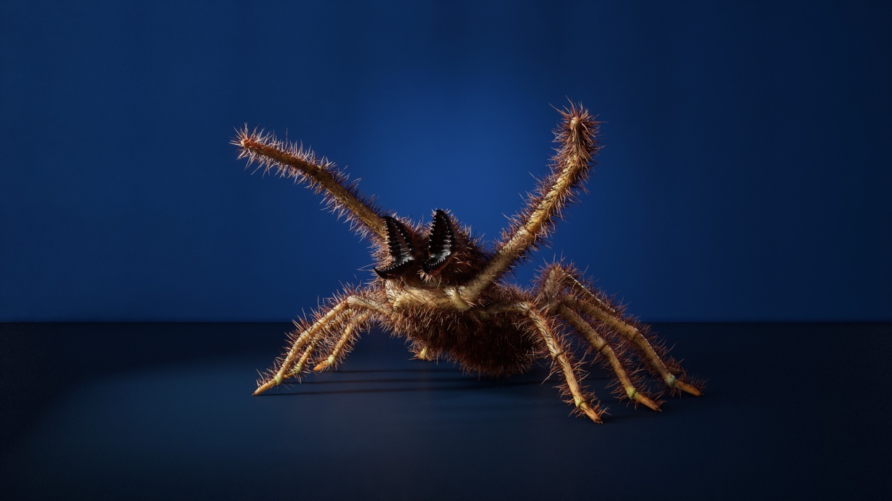 Media 1 for listing Solifugae - Camel Spider with 38 animations, 5 skins, modular hair and morphs