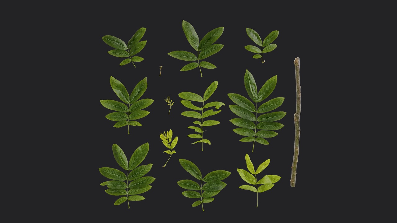 Media 1 for listing Pterocarya stenoptera Atlas 06