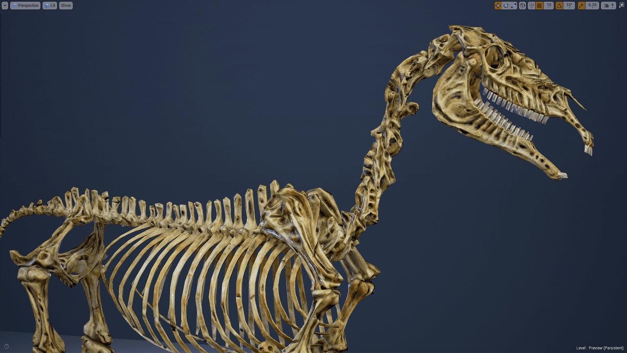Media 1 for listing Skeletal Horse