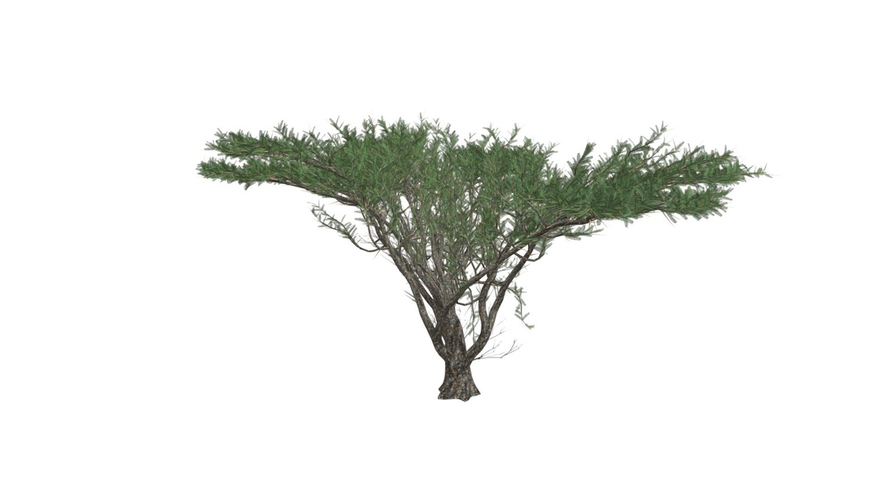 Media 1 for listing Umbrella Thorn Tree #06