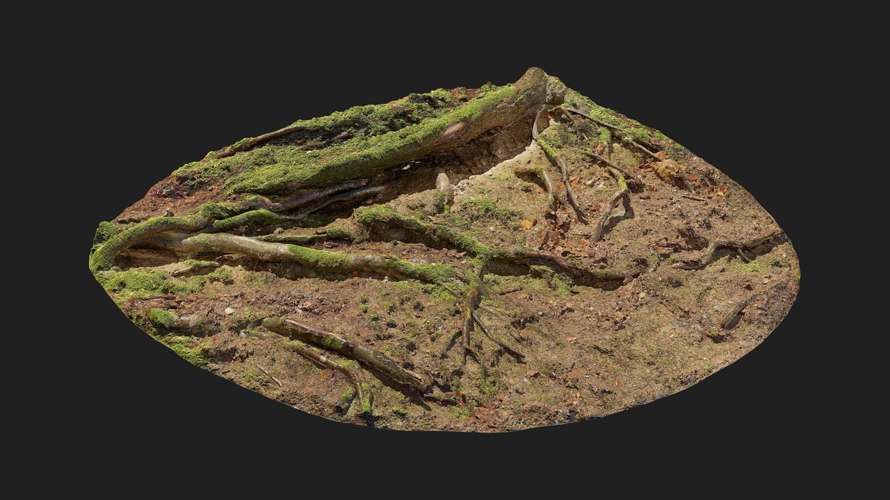 出品Forest European Broadleaf Ground Root Sのメディア1