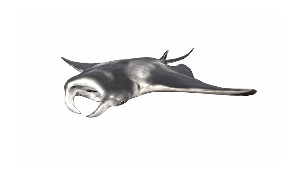 【中古】 Estratexa Manta Ray Safari Ltd. - Manta Ray #100096 - Black and White Coloring