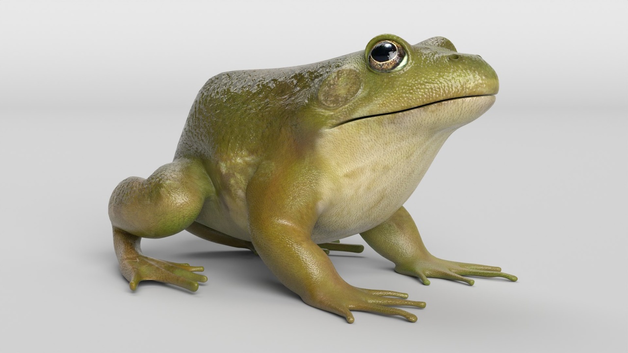 Media 1 for listing Bullfrog Animated