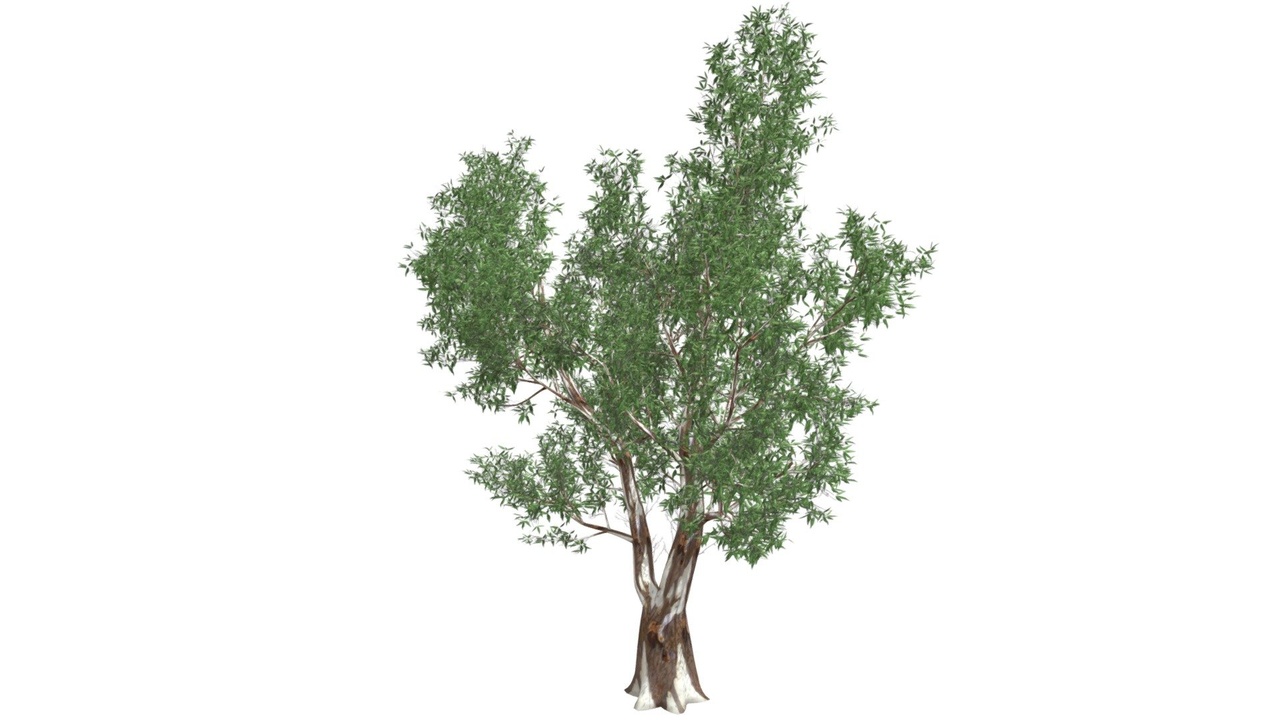 Media 1 for listing Red Gum Tree #01