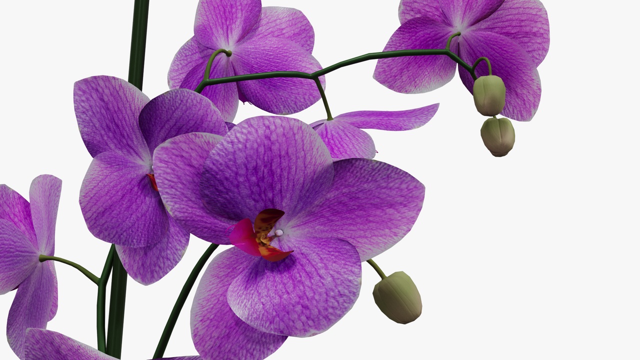 Media 1 for listing Orchid flower in a pot