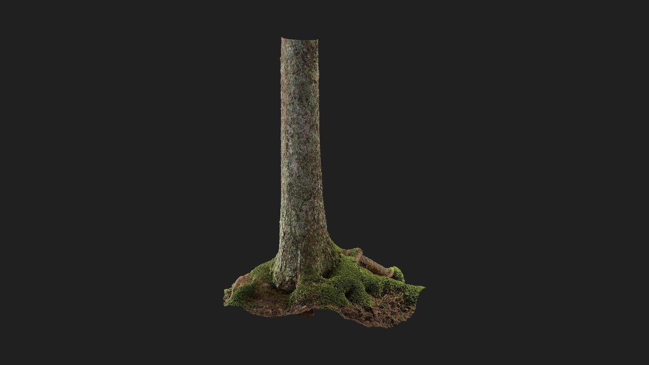 商品 Nordic Forest Tree Trunk Spruce Large 的媒体 1