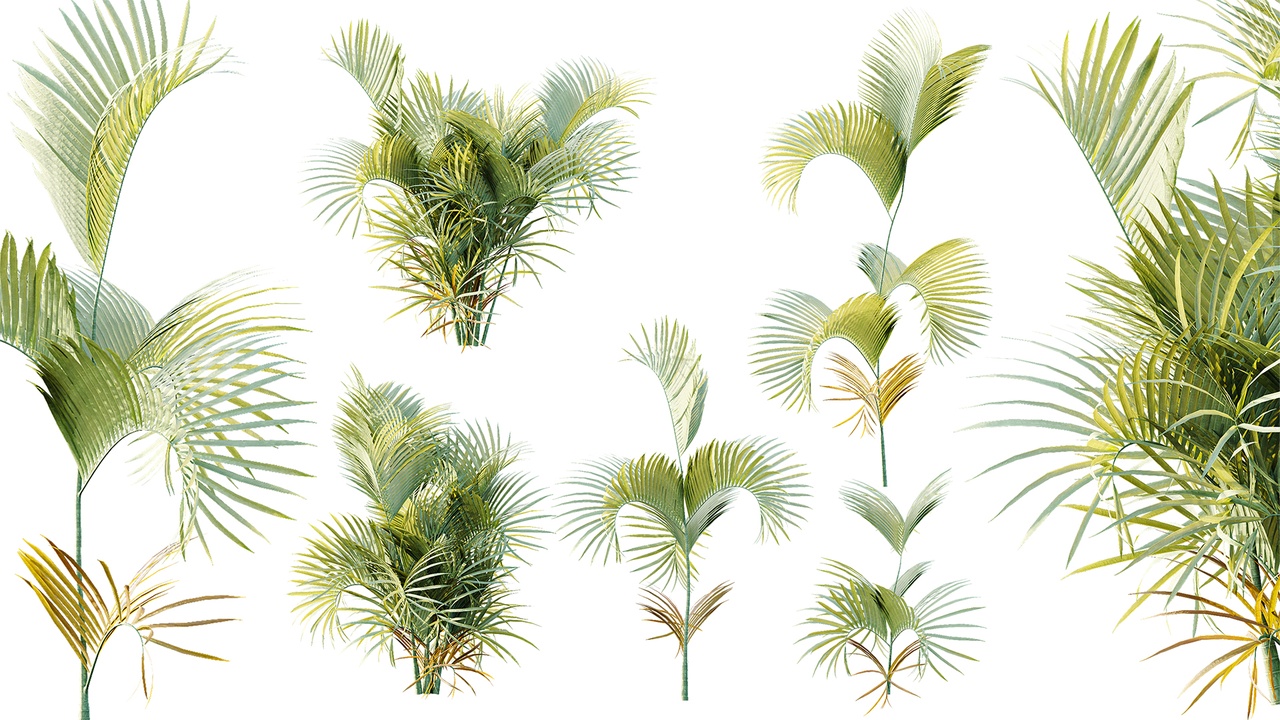 Media 1 for listing AV Plant Chrysalidocarpus Lutescens Palm Bush 02