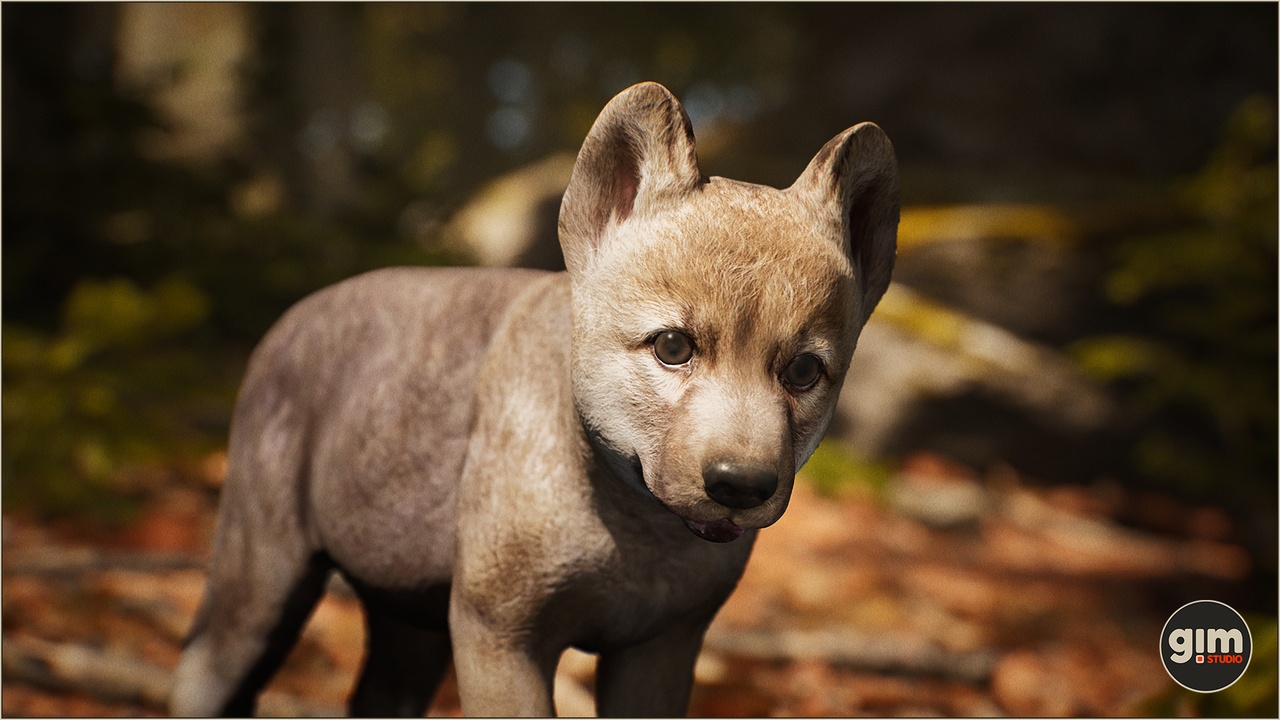 Media 1 for listing Animalia - Gray Wolf (young)