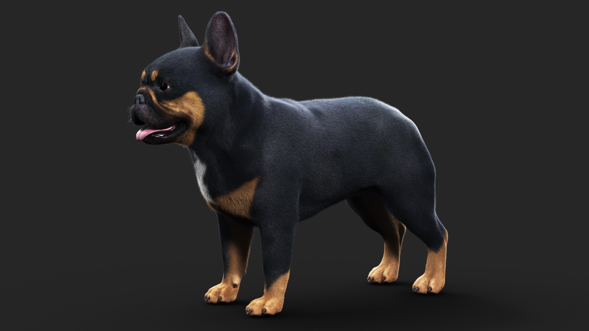 Media 1 for listing French BullDog ANIMATED Maya Xgen-core