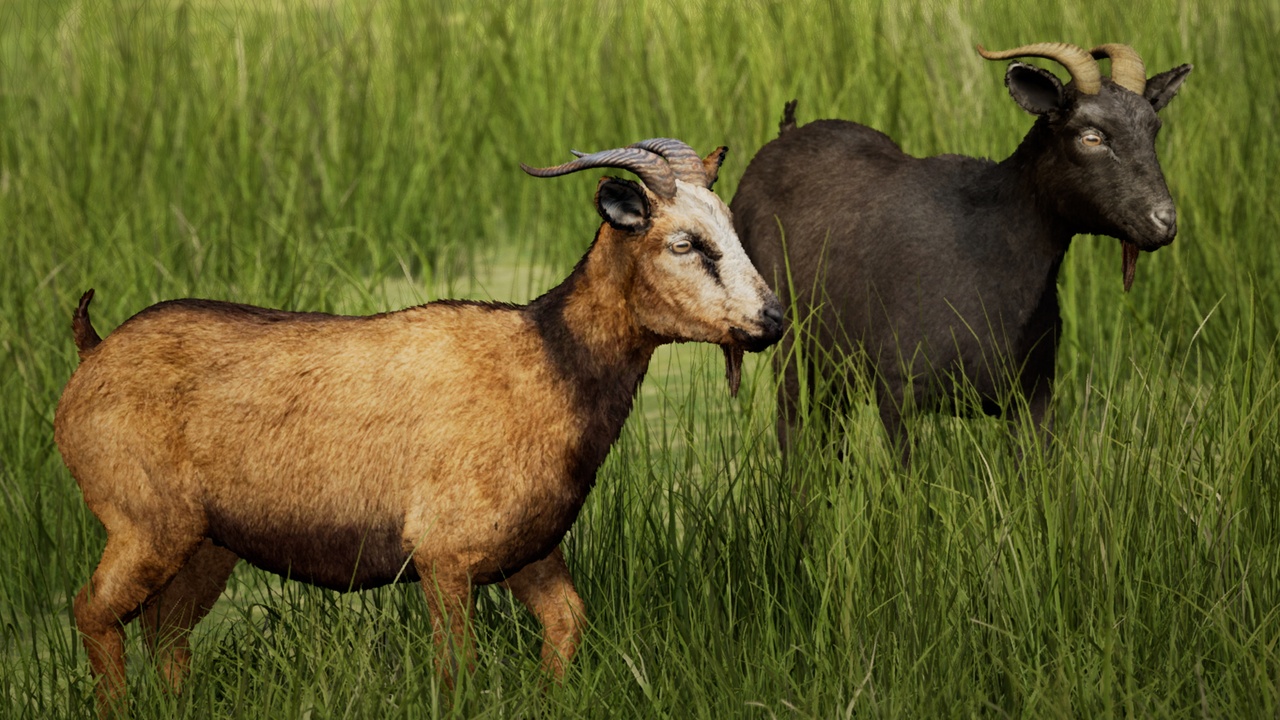 Media 1 for listing Goat Herd