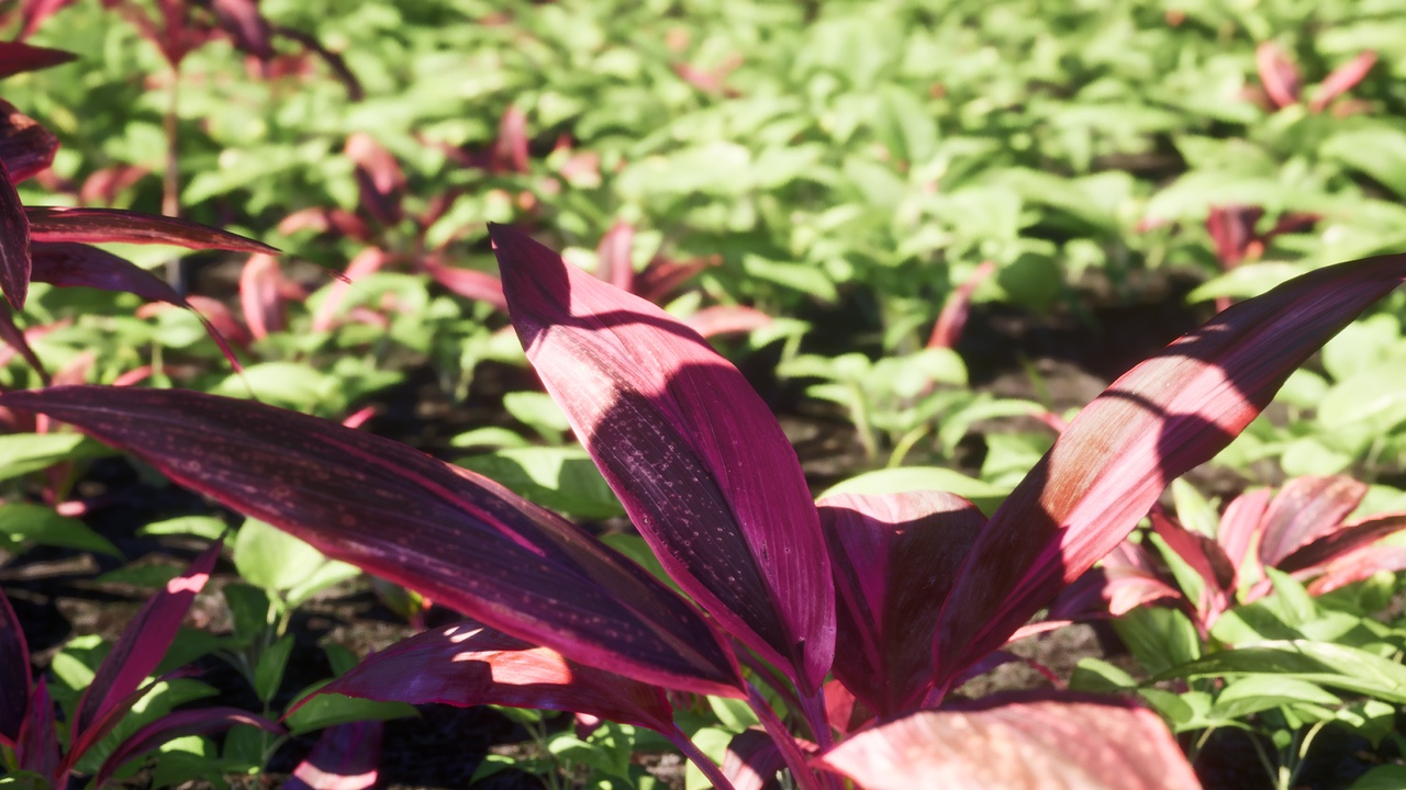 Media 1 for listing Nanite Tropical Plant Pack 3
