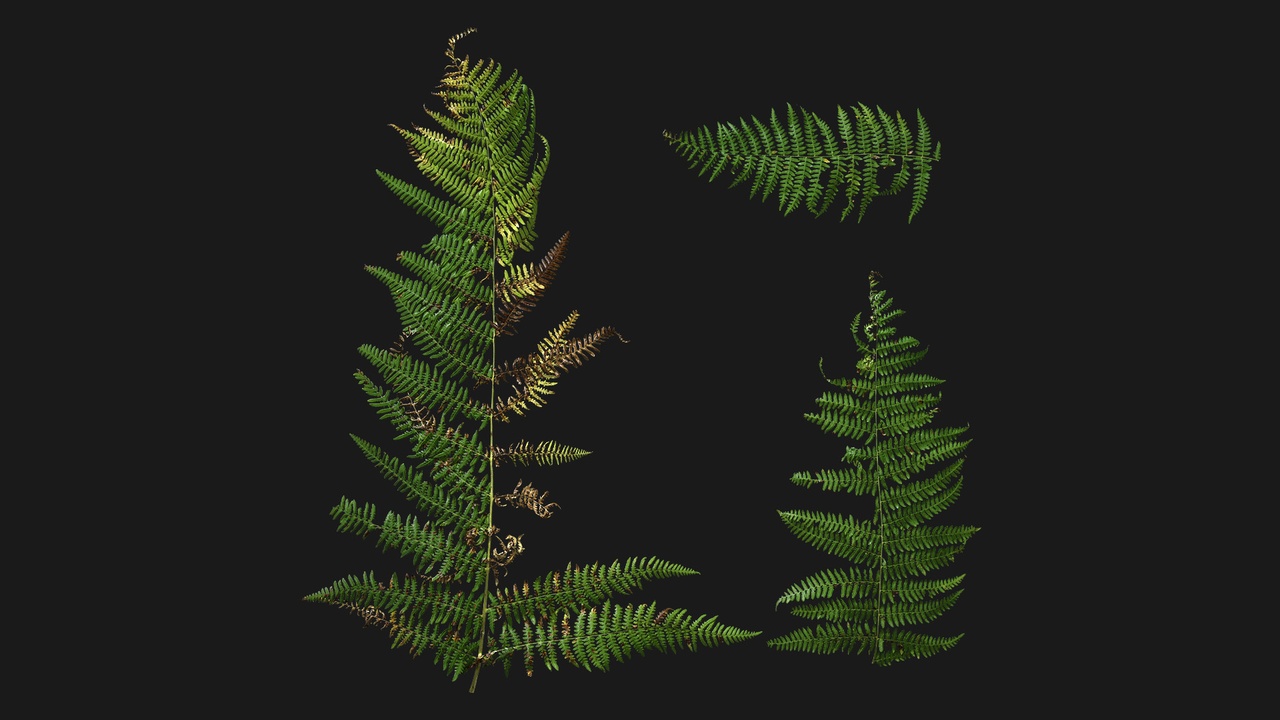 Media 1 for listing Lady Fern (vfehBu)