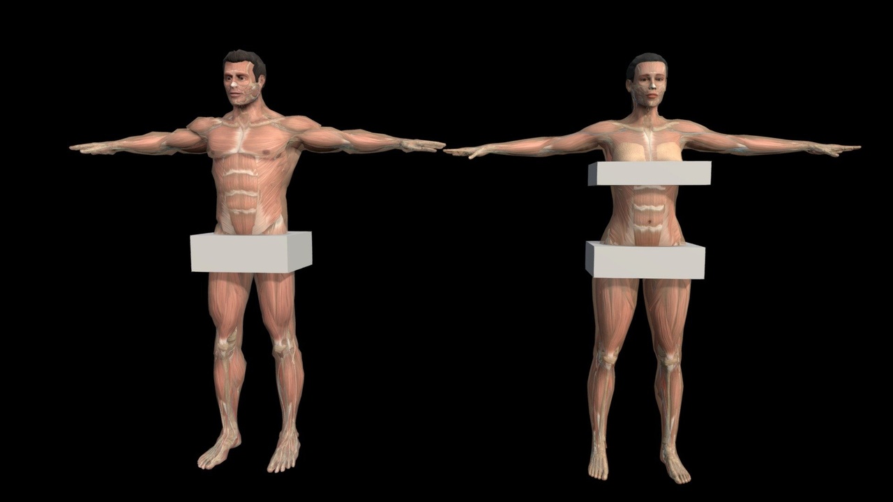 Media 1 for listing Male Female Internal Anatomy Complete Medical