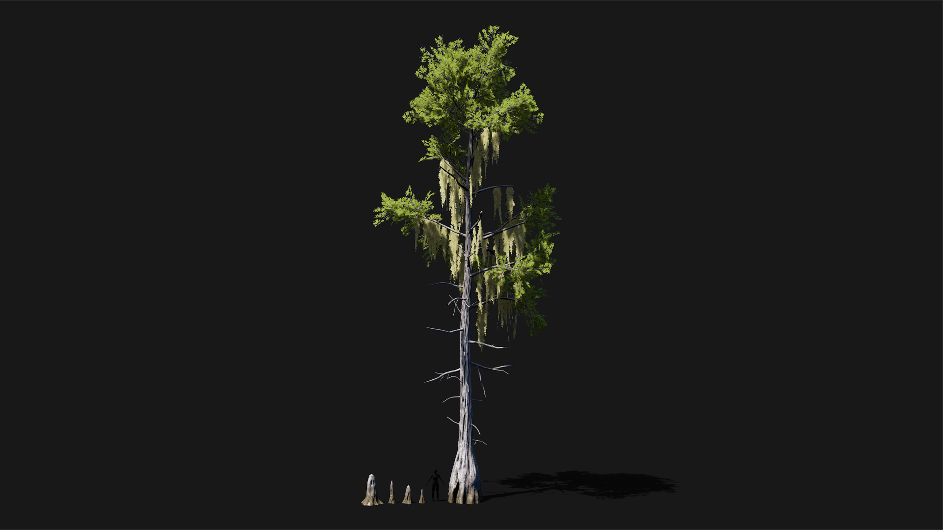 Mid Poly Asset Realistic mid poly Bald Cypress Tree | Fab