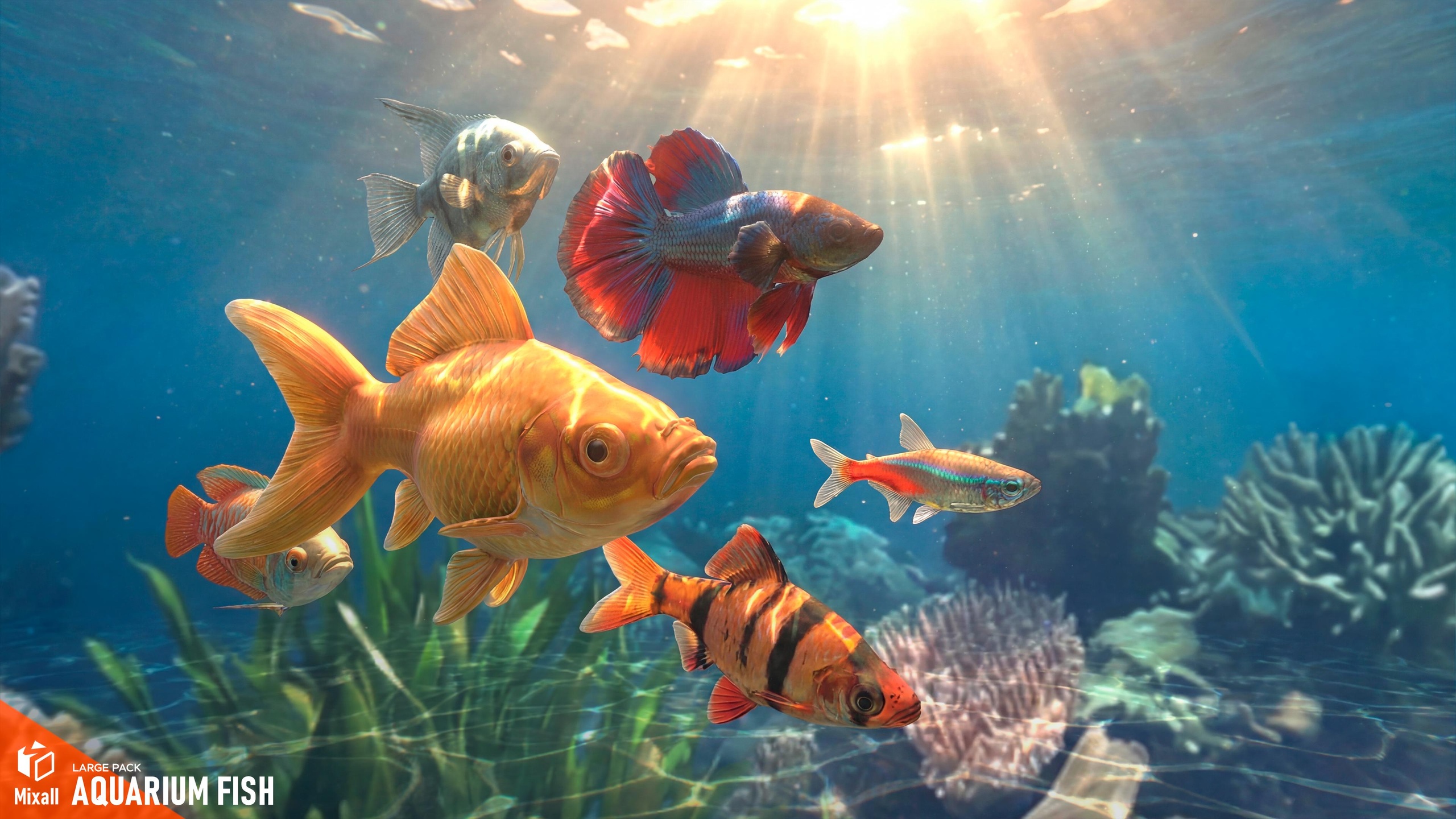 Media 1 for listing Aquarium fish - large pack