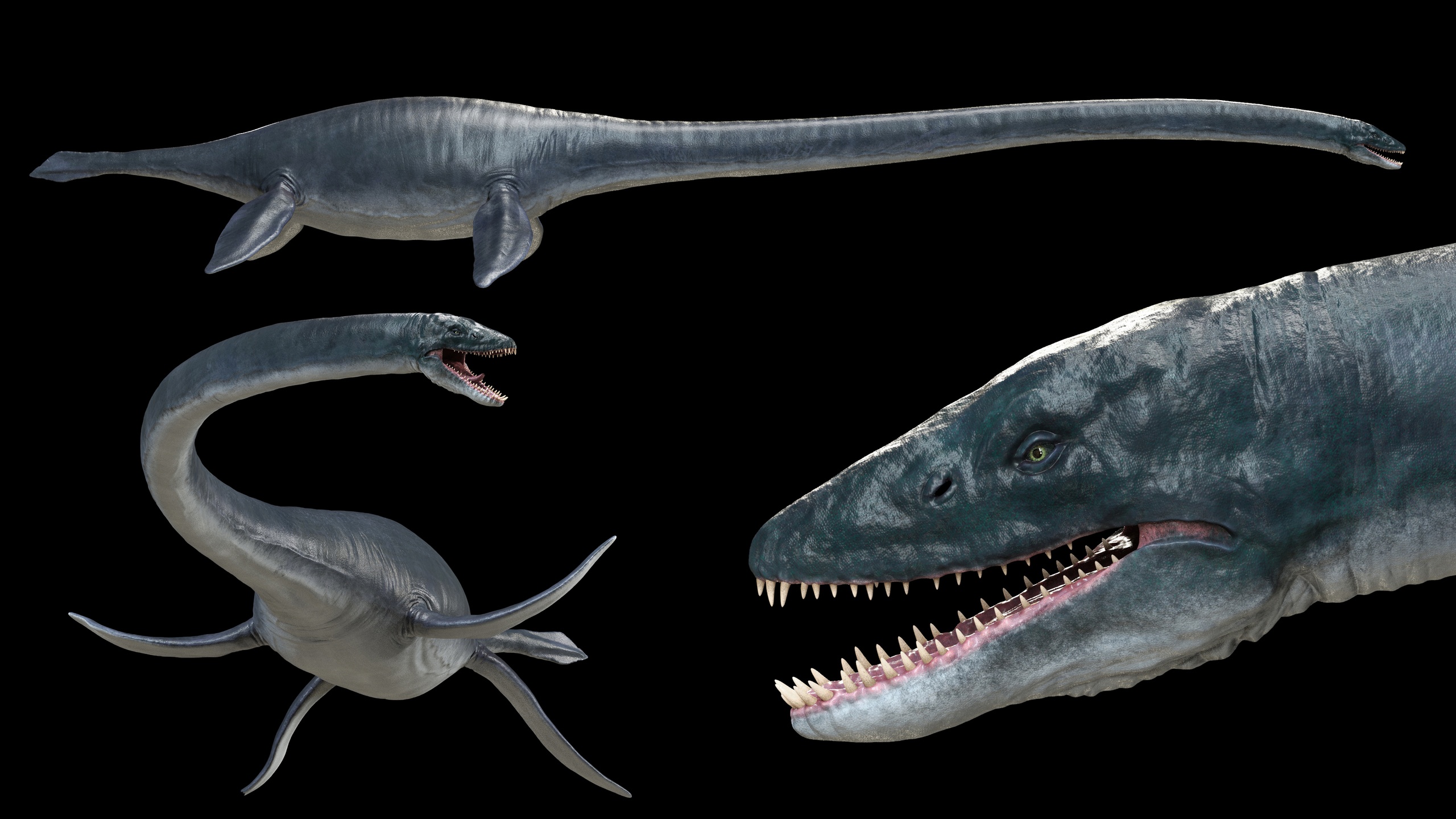 Media 1 for listing Elasmosaurus