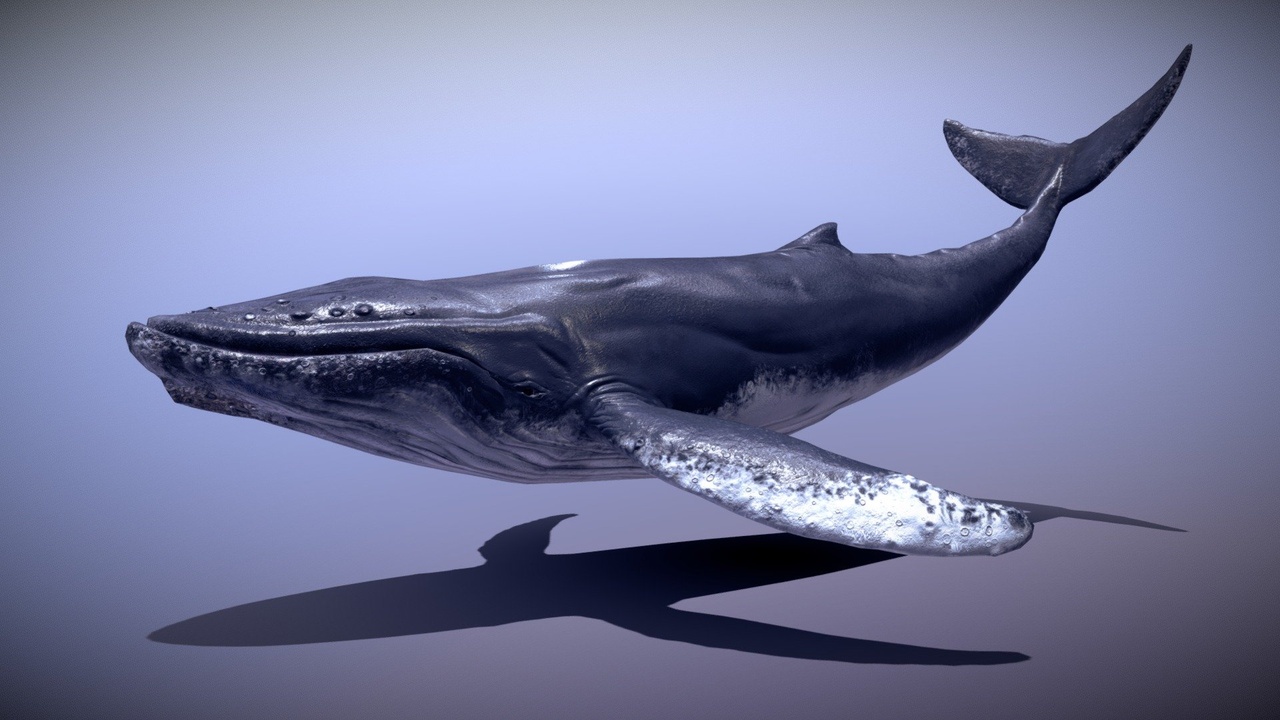 Media 1 for listing Humpback Whale Old