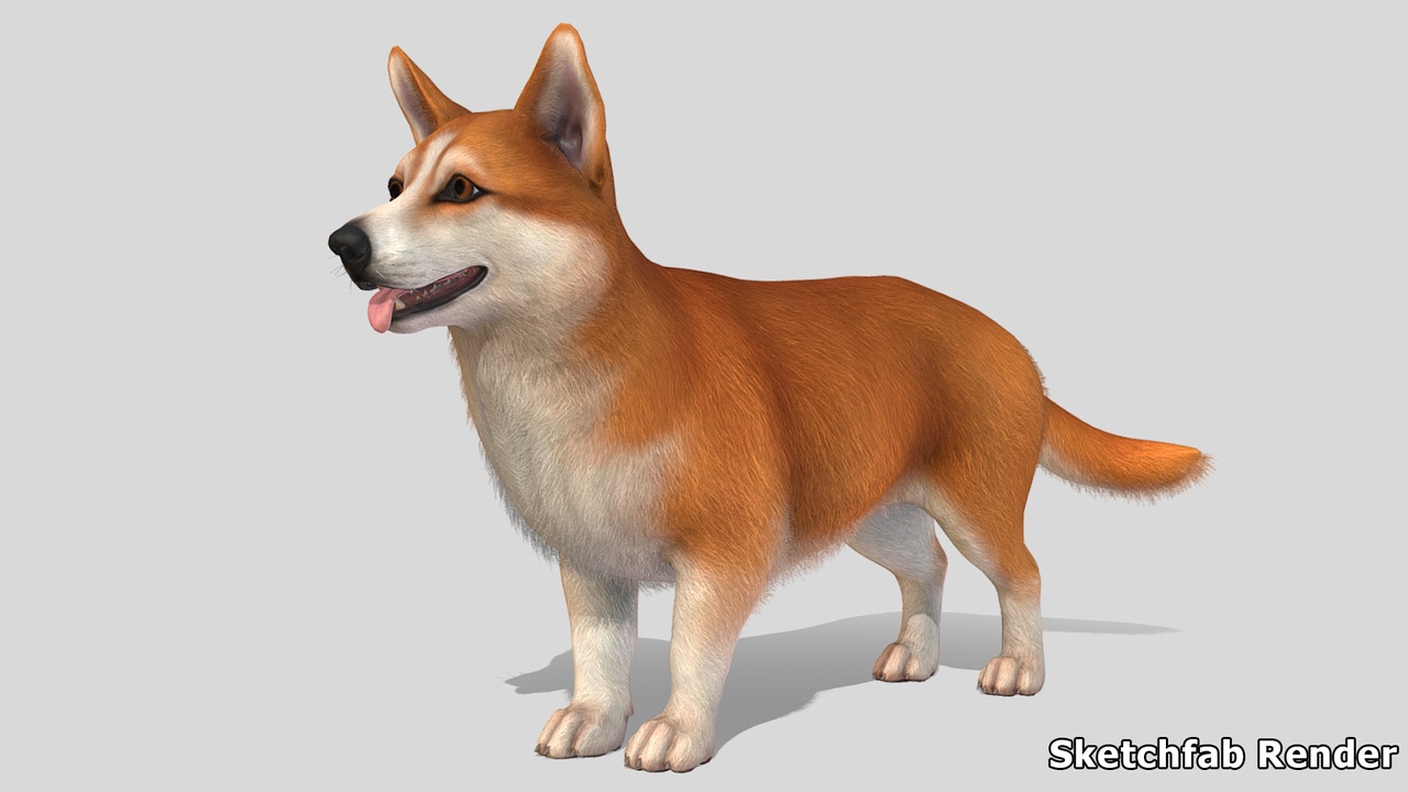 Media 1 for listing Dog - Corgi