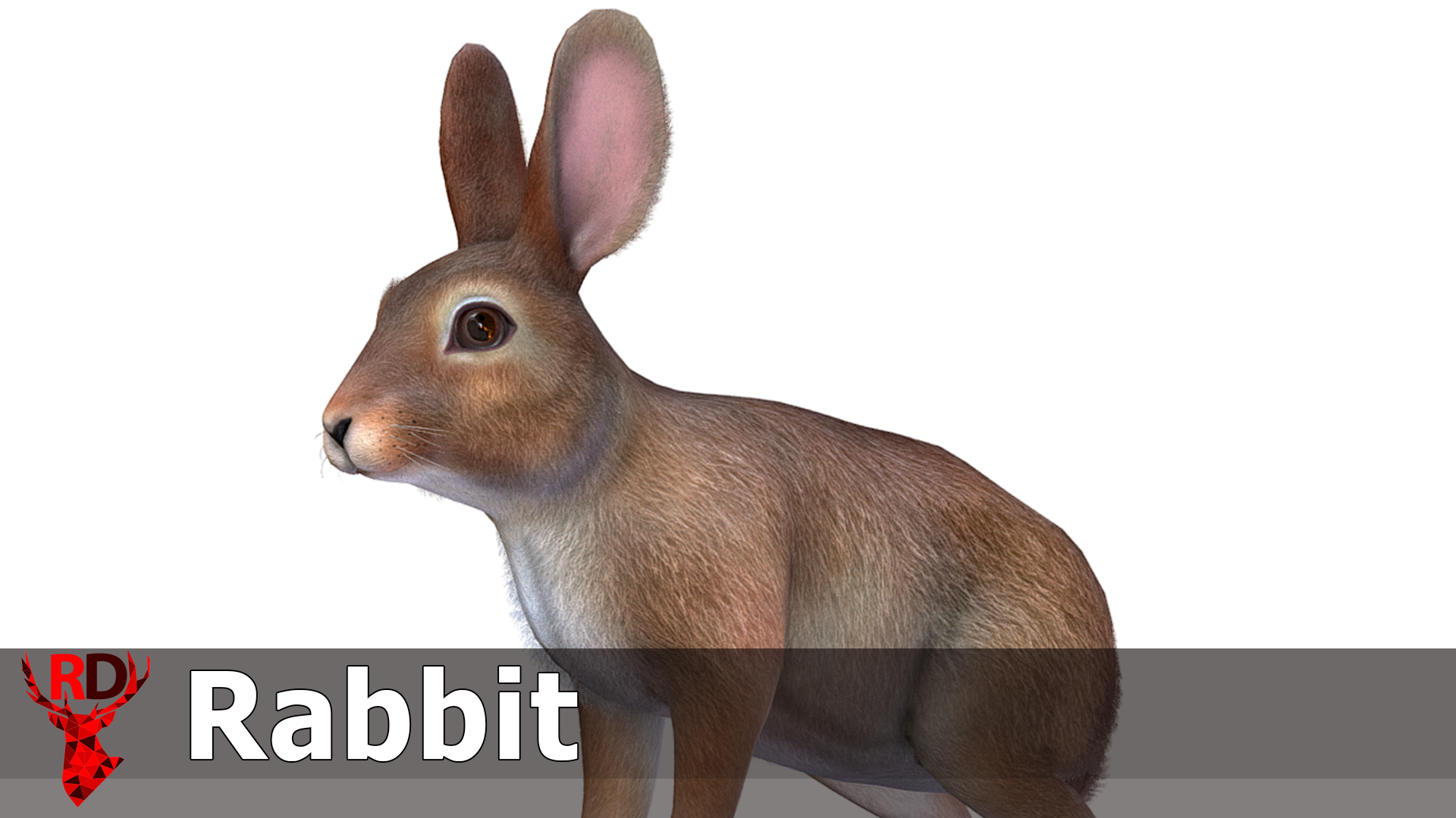 Rabbit | Fab