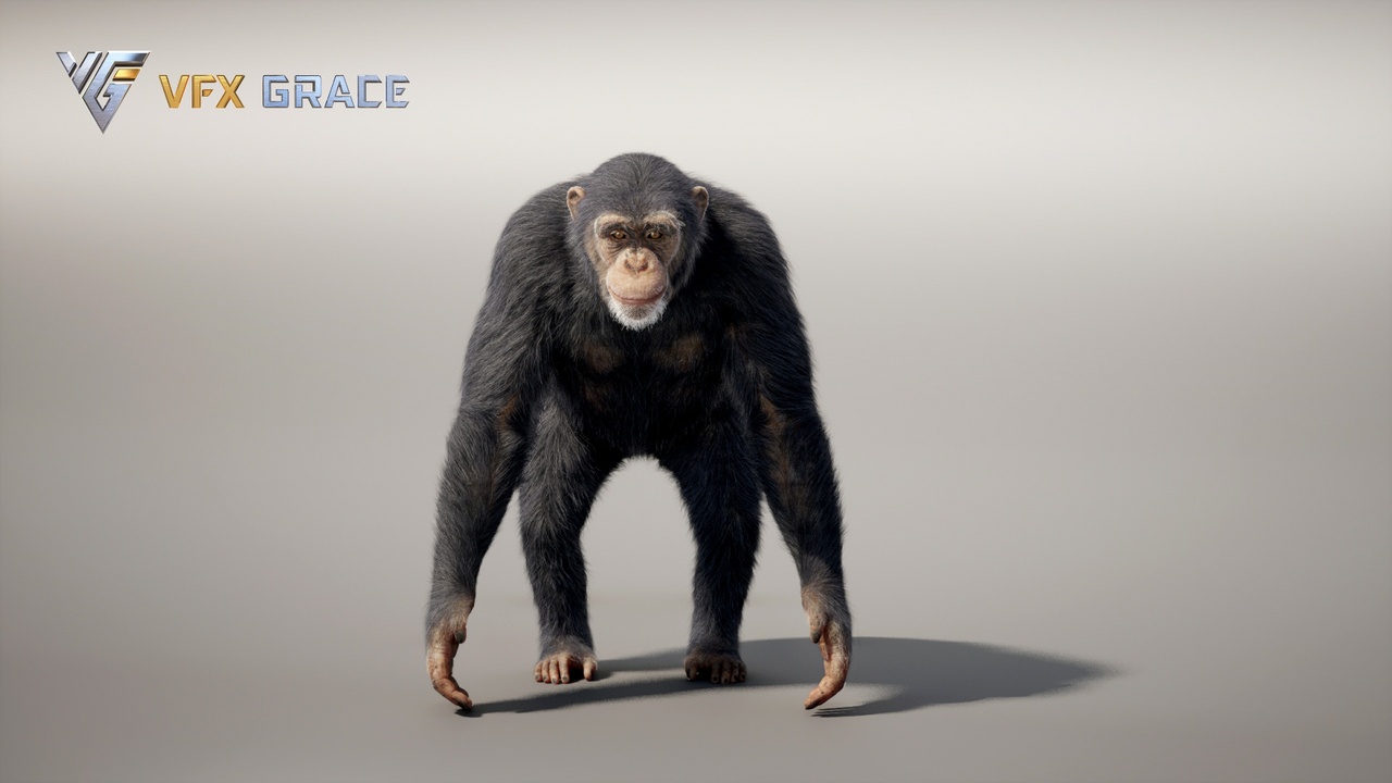 Media 1 for listing Realistic Chimpanzee 3D Model for UE5 – Groomed Fur, Rigged & Animated