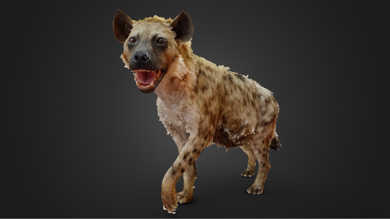 Media 1 for listing Spotted Hyena Taxidermy Scan