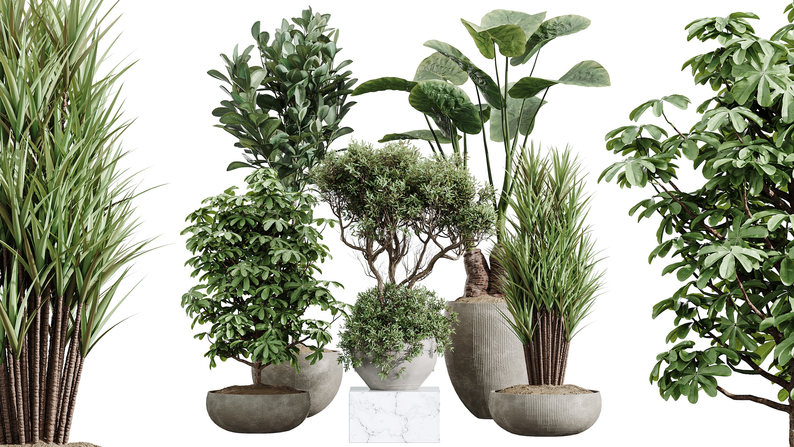 Media 1 for listing AV Indoor Plants Set 472 Yucca Olive Cunjevoi Schefflera Ficus